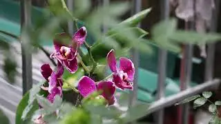 3HTV Phong lan hồ điệp (Phalaenopsis Blullle orchid)