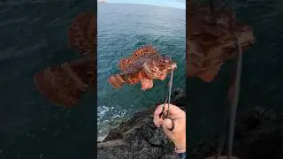 Ti&ntilde;osu | Scorpaena scrofa | Cabracho | scorpion fish