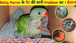 Baby Parrot के पेट की सारी Problem का 1 ईलाज || Baby Parrot Care in Hindi || my parrot wifi and me