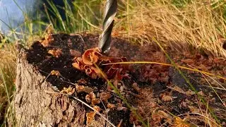 Kill the hidden problem! Tree stump removal