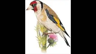 chant chardonneret bainem 2 voisinsحسون الجزائر باينام الديوازان