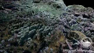 Pakin Atoll (Site 6), Federated States of Micronesia 2016