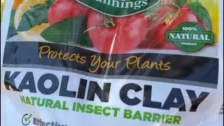 KAOLIN CLAY