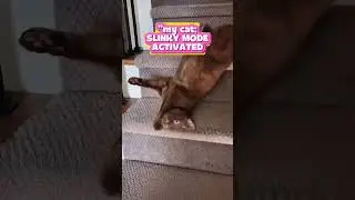 Slinky cat! why is that?