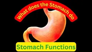 Decoding Stomach Functions: Harmonizing Your Digestive Orchestra | Stomach What does the Stomach do