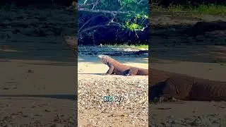Seeing Komodo Dragons in Real Life &ndash; A Bucket List Experience #shorts  #komododragons  #wildlife