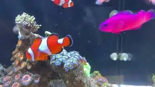 Reef Tank 100. Orchid Dottyback.
