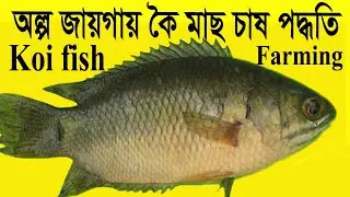 অল্প জায়গায় কৈ মাছ চাষ পদ্ধতি/ Koi Fish Farming in Bangladesh/ Koi Fish Farming