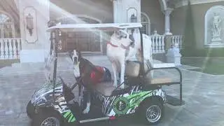 Funny Super Hero Great Dane Get Ready for Trick or Treating