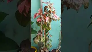 Foliage the star of copper head plant #gardening