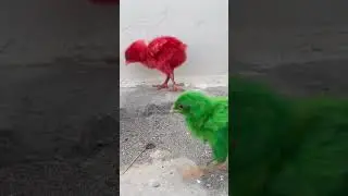Lovely Hen Baby Chicks 🐤 #colorful #rainbow #chicks #summerofshorts