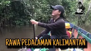 Mancing ikan lais di rawa kalimantan