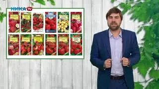 Немного о клубнике ( землянике садовой)
