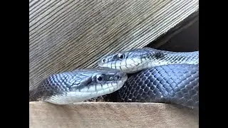 Snakes Mating