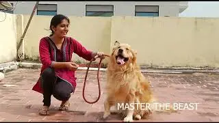 Golden Retriever Professional Dog Training Tips in Tamil full details #subscribe #doglover #share