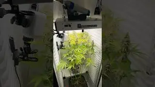 DAY 81 - Permanent Marker 🥦 Fridge grow 2.0 #indoorgrowing #cannabisgrower #fridgegrow