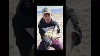 Mis mejores capturas a Surfcasting #ca&ntilde;as #cebo #surfcasting