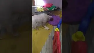 Бультерьер Этуаль и щенки чихуахуа 1 месяц