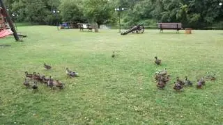 Ducks fight 2016 ducks battle 20 anciu musis