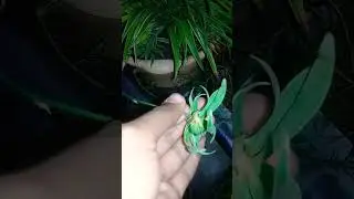 new buds on spider plants