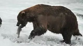 Katmai Bears Catching Fish