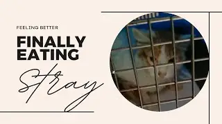 feeding stray cat/ feral cat/ stray recovery