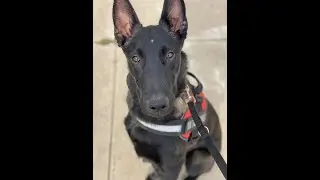 Dude - 7 Mo Belgian Malinois - 2 Week Board and Train - Before/After Video