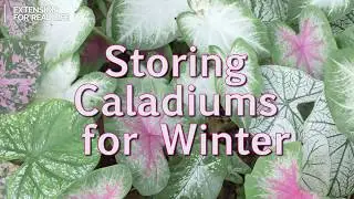 How to Store Caladiums