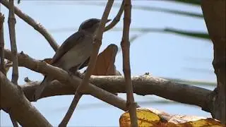 COMMON BIRDS OF CAUVERY DELTA 39 WOOD SHRIKE