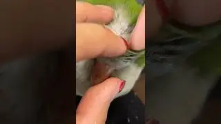 The Quaker parrot felt very comfortable at that moment. #birds #parrot #parrots #pets #shorts