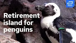 Why the New England Aquarium has a &ldquo;retirement island&rdquo; for penguins