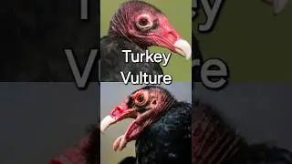 Turkey Vulture #shorts #predatorbirds #birdparadise