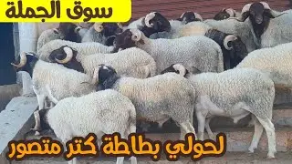 مباشرة من سوق تلاثاء  أزرو مع تمن لحولي البركي والحولية ولخروف نبات والنعجة الوالدة وجدي 12/8/2025 