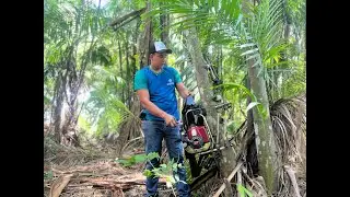 Entre a tradição e a inovação, tecnologia busca tornar mais segura a colheita do açaí em Roraima