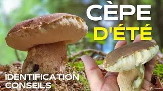 [ #masterclass champignons comestibles ] ➡️ Identifier le c&egrave;pe d'&eacute;t&eacute; facilement
