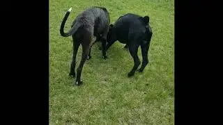 Dog Parks Dangerous? Monty With Cane Corso And Great Dane. Monty Gets Slimed!