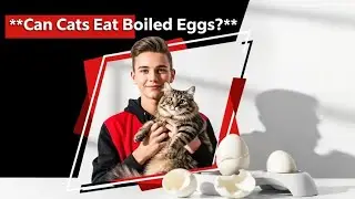 can cats eat boiled eggs