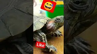 cute pet turtle pimple on face|  You may have this situation