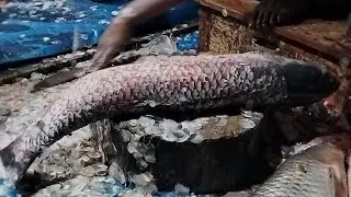 Big Blood Cup Fish Cutting 🔪 | Live ASMR Seafood Processing