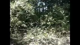 Lake Timberline Lot for Sale, Bonne Terre, MO. PRICE REDUCED TO $1900 CASH
