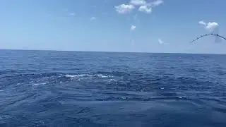 Sailfish release on the MOONDANCER during the 2021 Big Rock tournament