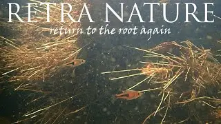 Trigonostigma espei in its natural habitat: Underwater footage from the North of Peninsular Malaysia