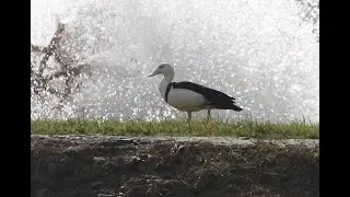 Birding Eastern Australia Part 9-Up to Daintree