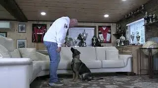 Young, Playful and Knows When to Listen! Kraftwork K9 Pro German Shepherds