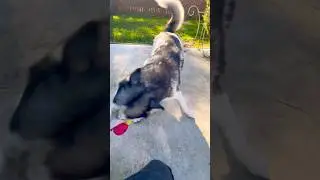 Она хочет играть! #собака #подпишитесь #хаски