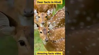 Deer facts in Hindi | क्या ये रात मैं भी देख सकते है ??? #shorts #2022