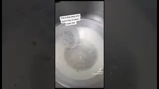 The Easy and Quick way to Clean Keski fish #shorts #bangladeshistyle #howtoclean #keski #fish #food