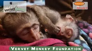 Skunkey Monkey Moms selecting Christmas baby, Baby Monkey integrations in full swing