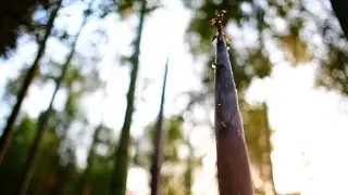 Busy harvest time in China's bamboo forests