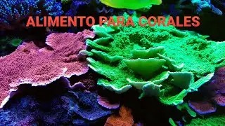 ALIMENTO PARA CORALES-REEF START😋